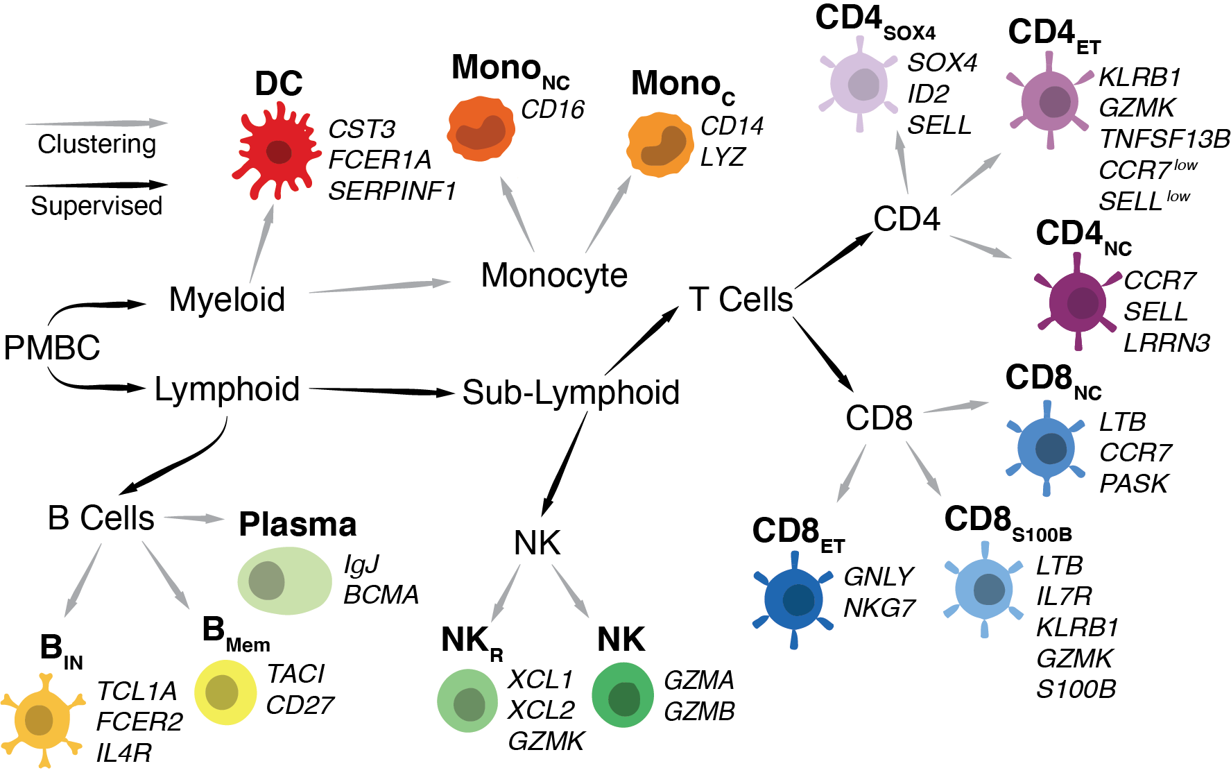 Cell Types - Heirarchy